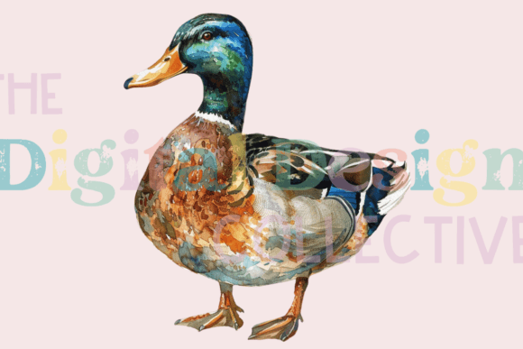 Download Mallard Duck Clipart PNG - Png Collection